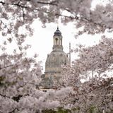 Eingerahmt von einer blühenden Zierkirsche zeigt sich die Kuppel der Frauenkirche in Dresden