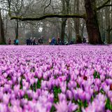 Frühling im Husumer Schlosspark in Schleswig-Holstein