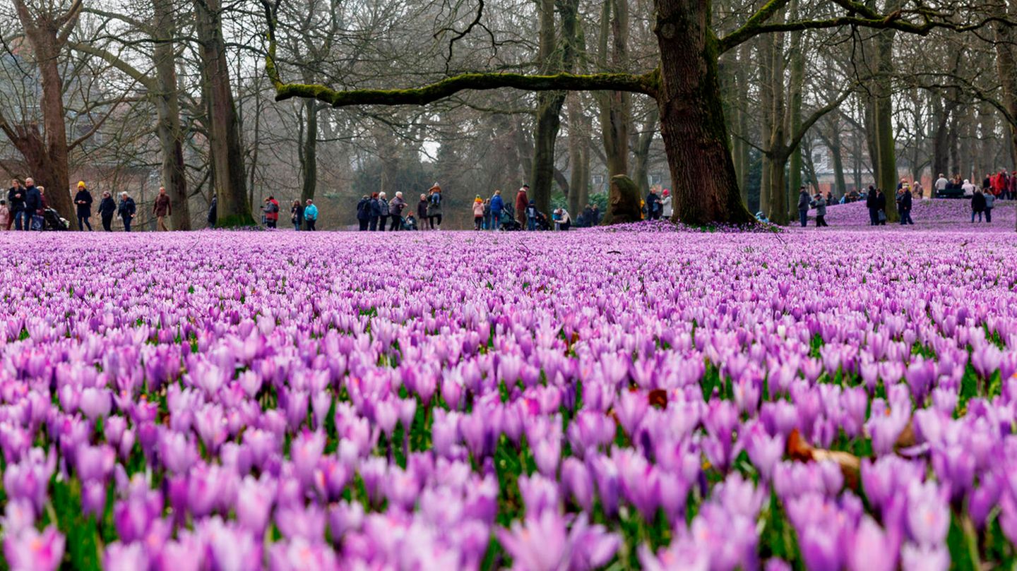Frühling im Husumer Schlosspark in Schleswig-Holstein