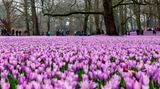 Frühling im Husumer Schlosspark in Schleswig-Holstein