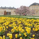 Gelbe Stiefmütterchen und ein Magnolienbaum schmücken den Küchengarten im thüringischen Gera