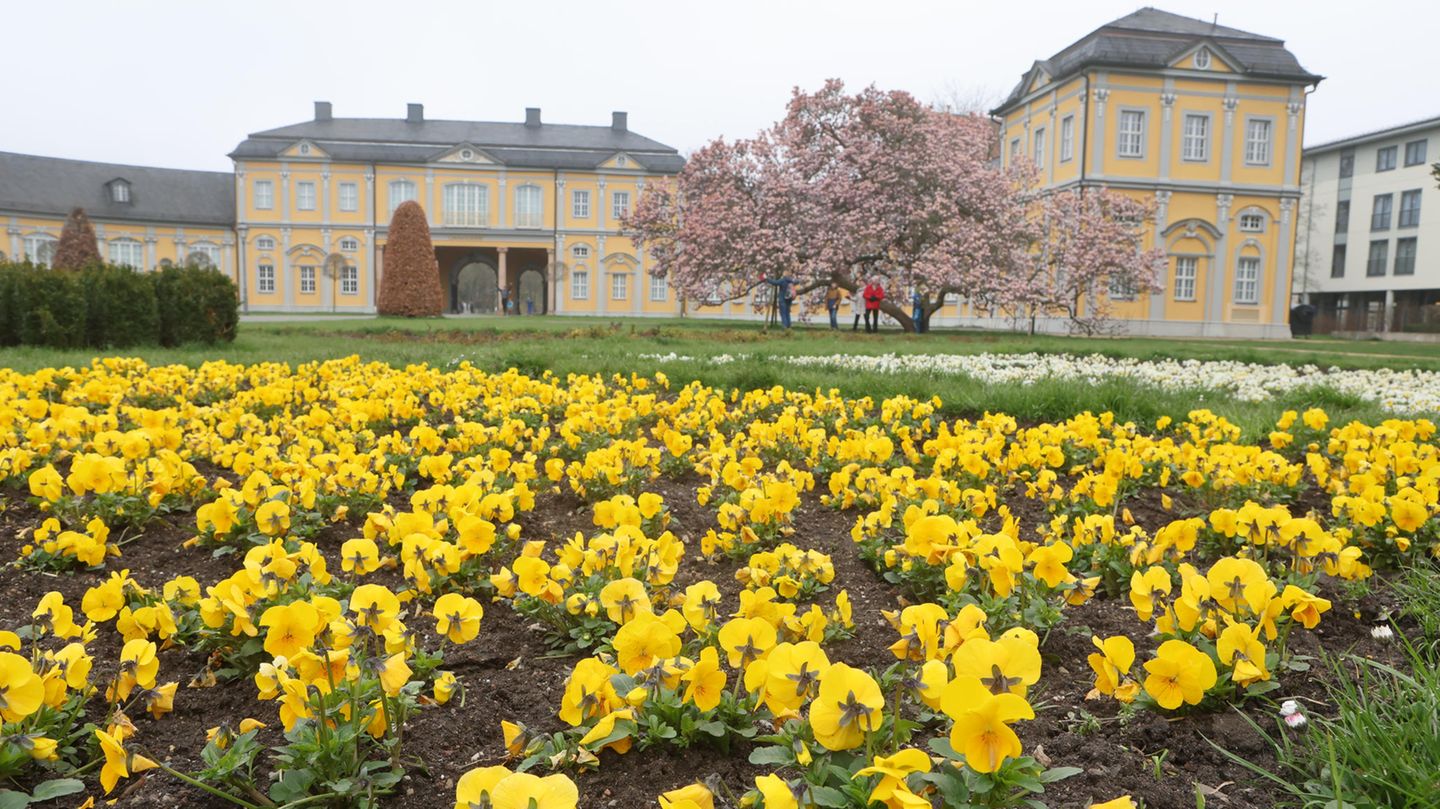 Gelbe Stiefmütterchen und ein Magnolienbaum schmücken den Küchengarten im thüringischen Gera