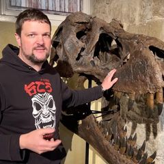 "Die berühmtesten T-Rex-Funde, die es gibt" – Fossilienpräparator führt durch Sonderausstellung