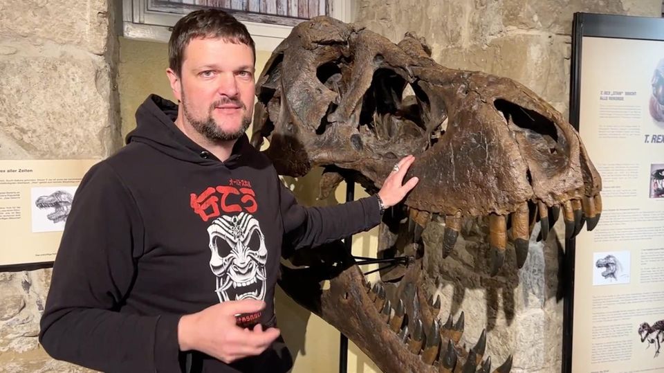 Sauriermuseum Aathal "Die berühmtesten T-Rex-Funde, die es gibt" – Fossilienpräparator führt durch Sonderausstellung