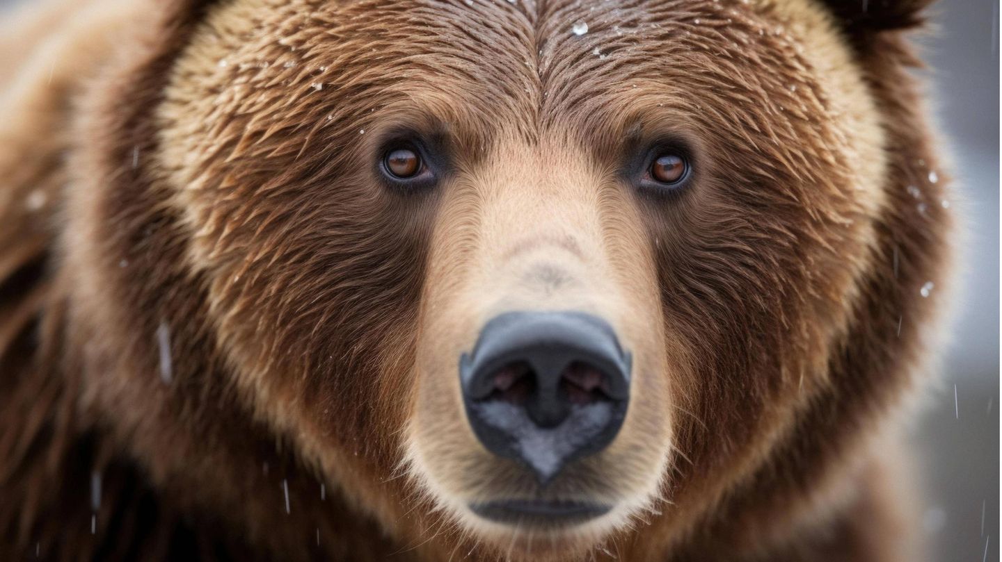 Ein Bär schaut in die Kamera