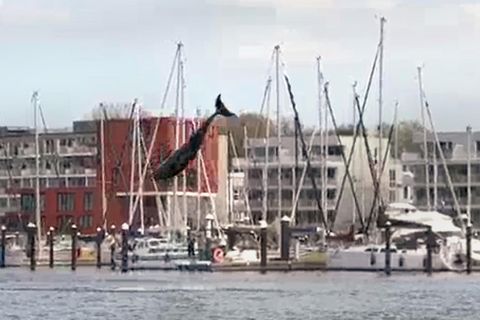 Delfin Lübecker Bucht