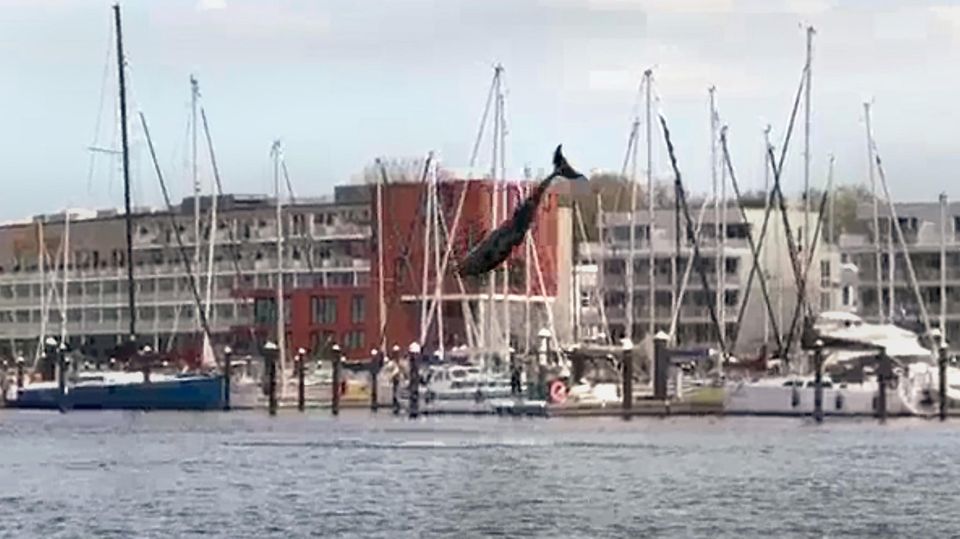 Delfin Lübecker Bucht Delfin Lübecker Bucht