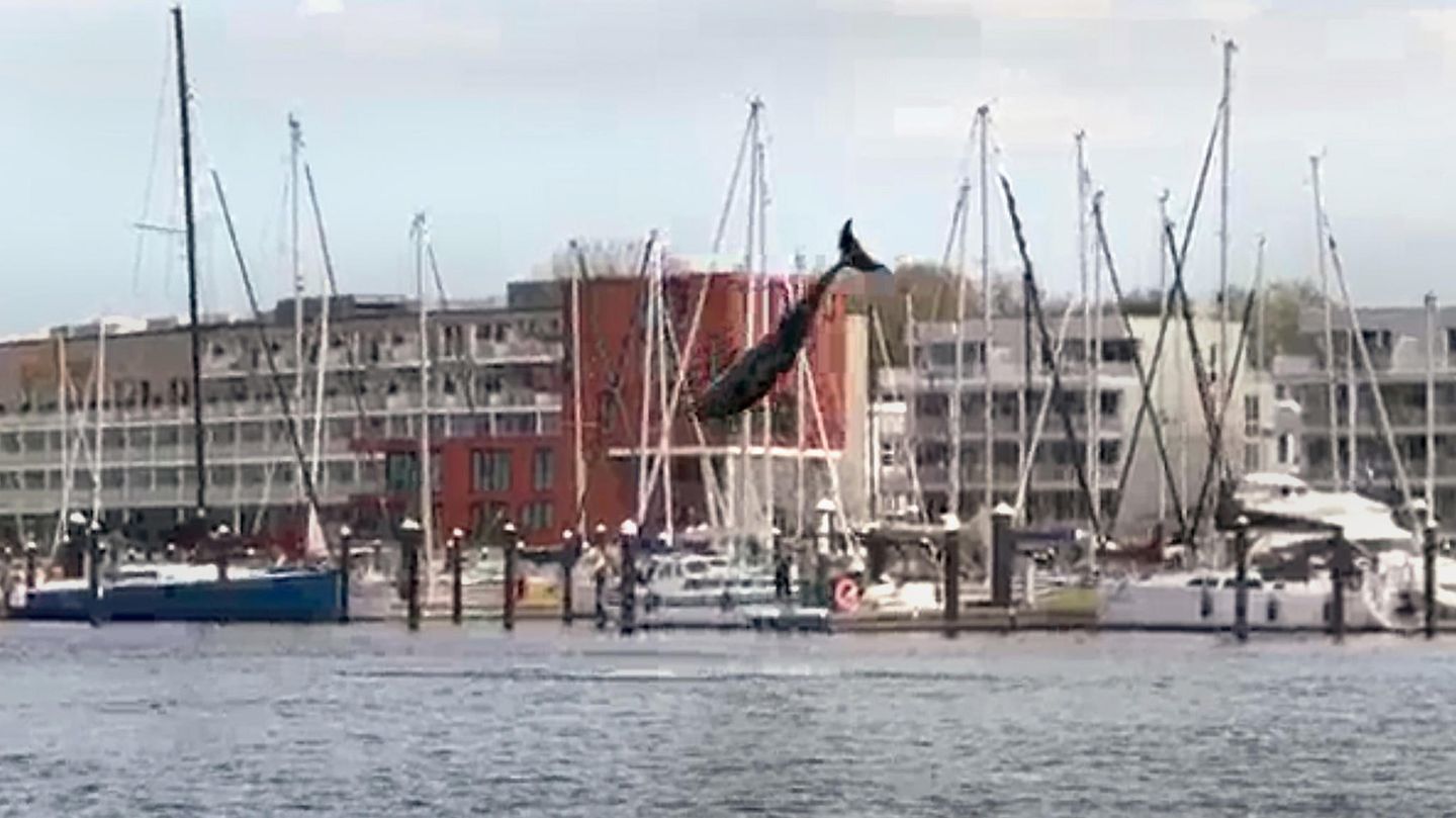 Schaulustige staunen: Delfin springt vor Lübeck aus der Ostsee