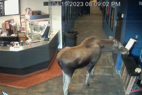 Skurrile Szene in Alaska: Geht ein Elch ins Kino ... und frisst Popcorn