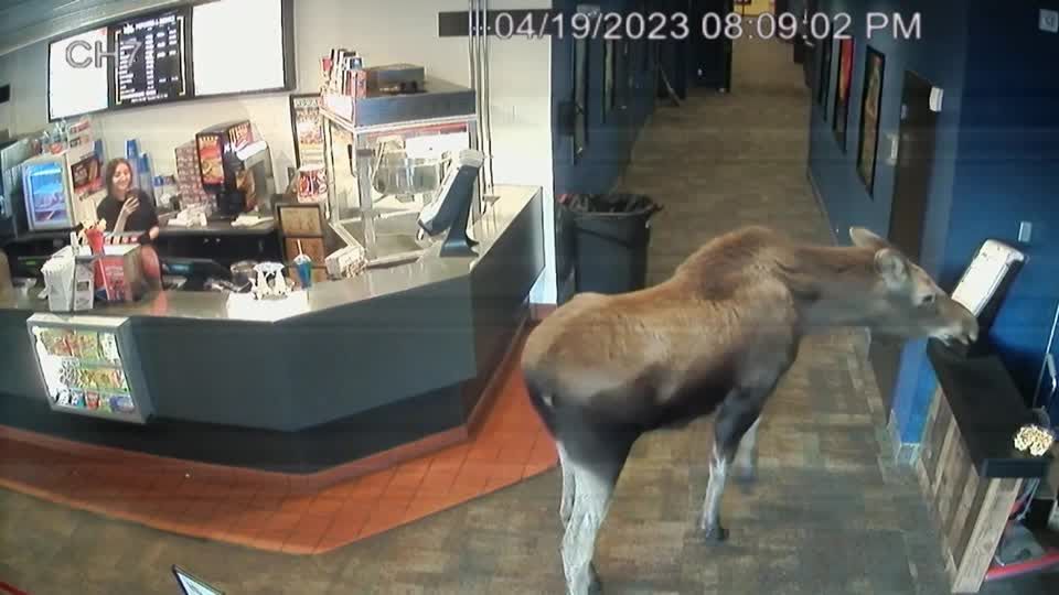 Skurrile Szene in Alaska: Geht ein Elch ins Kino ... und frisst Popcorn