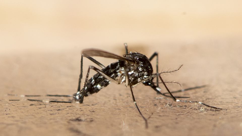 Asiatische Tigermücke
