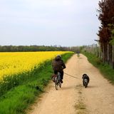 Felder bei Meckenheim