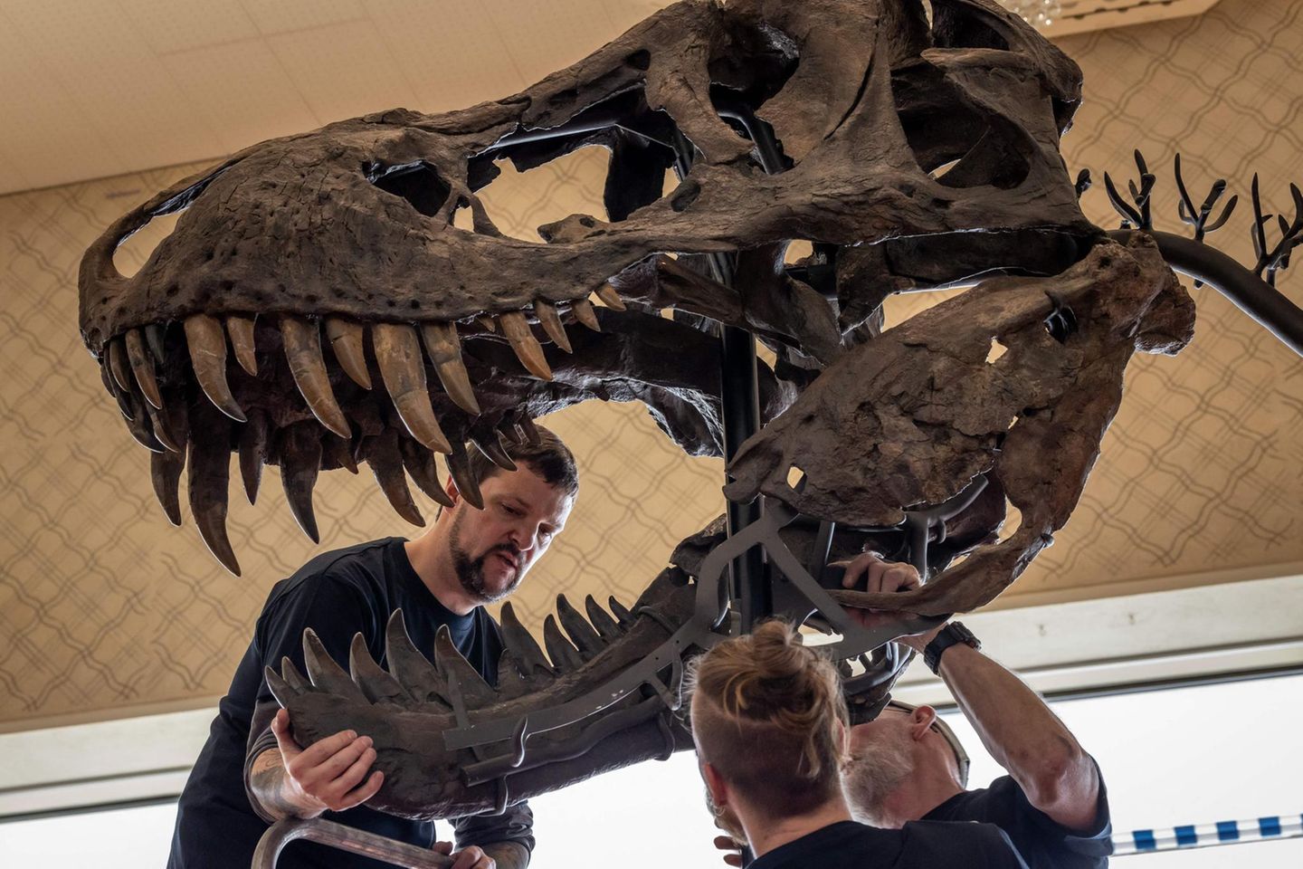 Fossilienpräparator Nils Knötschke beim Aufbau des "Trinity"-Skeletts.