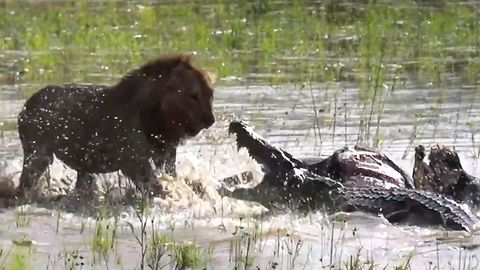Duell der Raubtiere: Löwe und Krokodil kämpfen um Beute