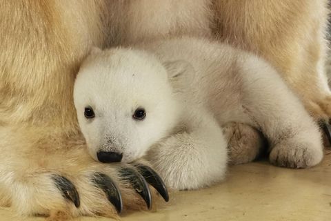 Eisbär Baby Hagenbeck
