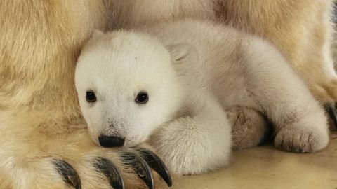 Eisbär Baby Hagenbeck