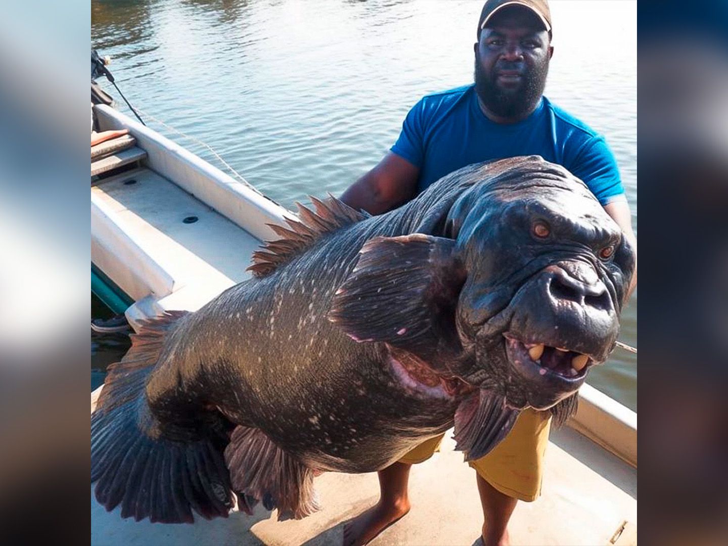 Chimäre: Algerischer Gorilla-Fisch – was es mit dem Bild auf sich hat |  STERN.de