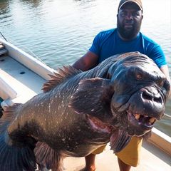 Fisch mit Gorilla-Kopf: Was es mit dem "Algerischen Gorilla-Fisch" auf sich hat