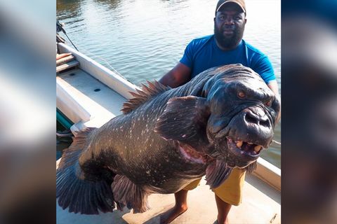 Fisch mit Gorilla-Kopf: Was es mit dem "Algerischen Gorilla-Fisch" auf sich hat