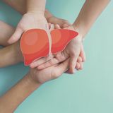 Bild einer Leber auf Händen