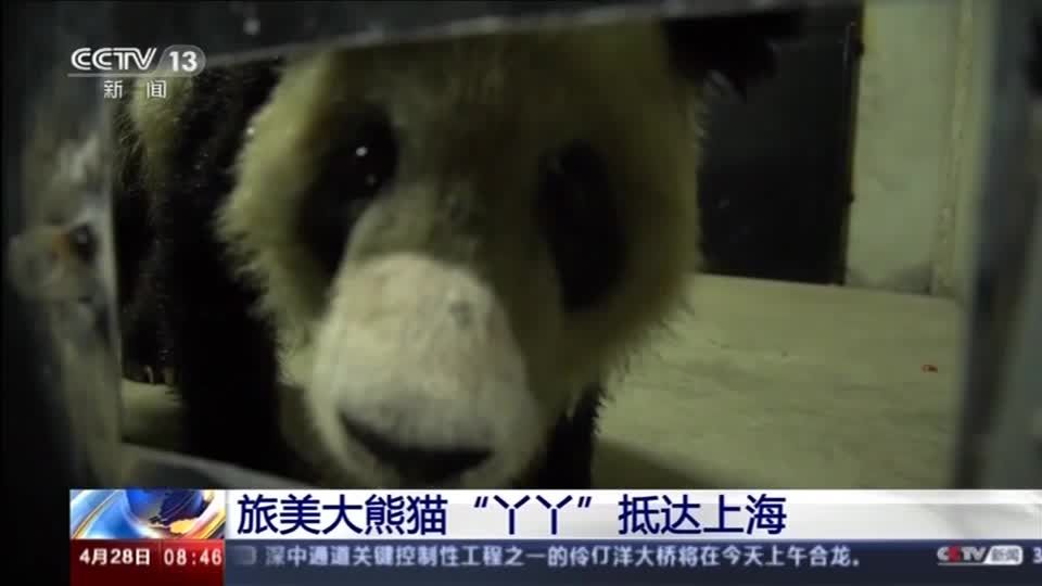 Video: Pandadame in China gelandet