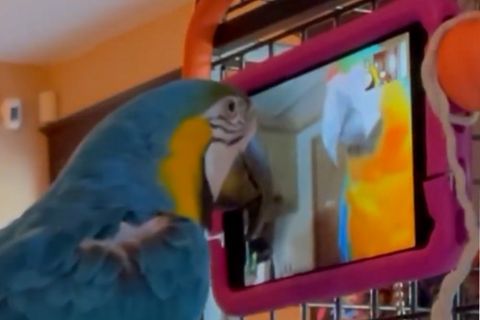 Studie: Wissenschaftler lassen einsame Papageien im Videocall telefonieren