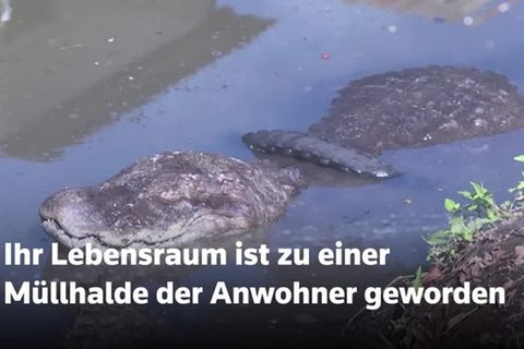 Video: Kaimane in Bedrängnis