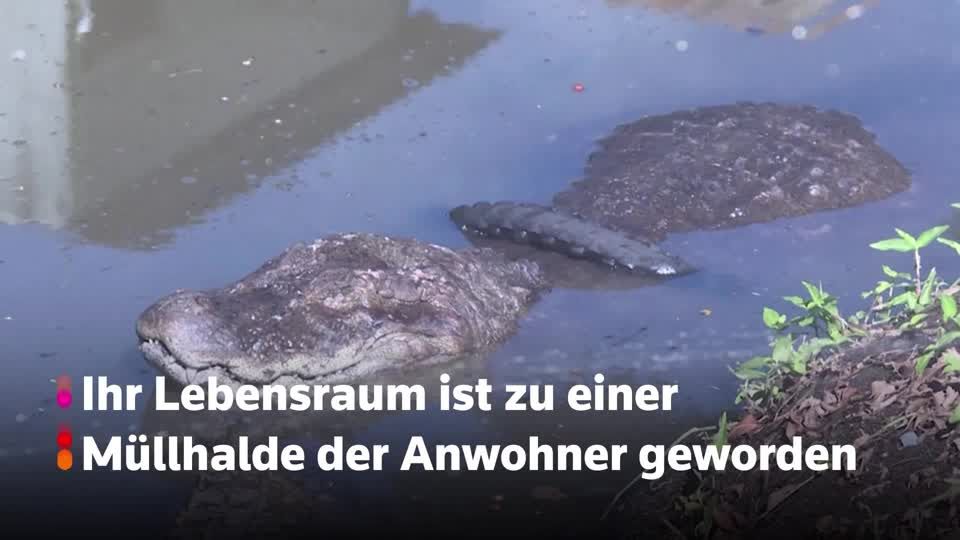 Video: Kaimane in Bedrängnis