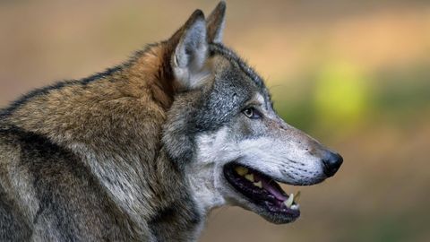 Wolf im WAld