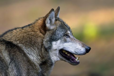 Wolf im WAld