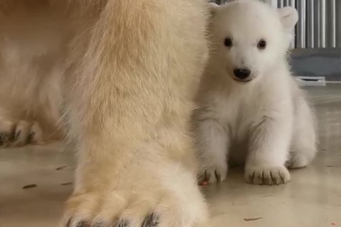 Zoo in Hamburg: Süß und scheu: Hagenbeck freut sich über Eisbär-Nachwuchs