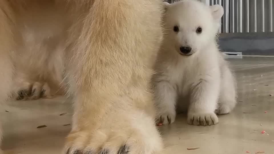 Zoo in Hamburg: Süß und scheu: Hagenbeck freut sich über Eisbär-Nachwuchs Zoo in Hamburg: Süß und scheu: Hagenbeck freut sich über Eisbär-Nachwuchs