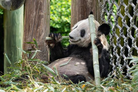 Die Pandabärin Ya Ya im Zoo in Memphis. Vor wenigen Tagen kehrte der Riesenpanda nach 20 Jahren zurück nach China.