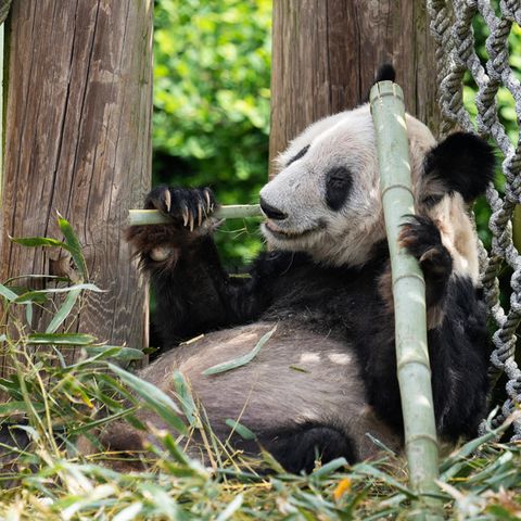 Die Pandabärin Ya Ya im Zoo in Memphis. Vor wenigen Tagen kehrte der Riesenpanda nach 20 Jahren zurück nach China.