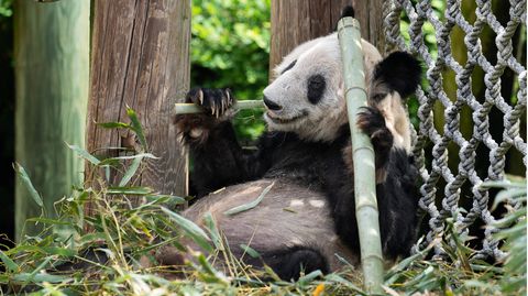 Die Pandabärin Ya Ya im Zoo in Memphis. Vor wenigen Tagen kehrte der Riesenpanda nach 20 Jahren zurück nach China.