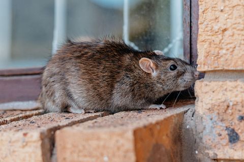 Die klugen Tieren finden häufig einen Weg ins Haus 
