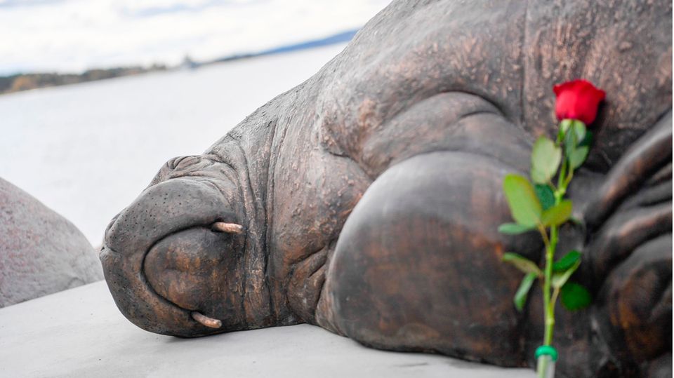 Die Tötung des Walrosses Freya löste eine Kontroverse in Norwegen aus