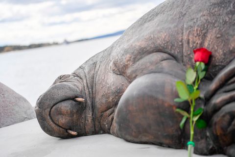 Die Tötung des Walrosses Freya löste eine Kontroverse in Norwegen aus