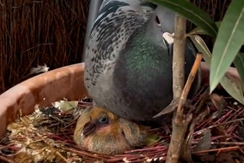 So sehen Babytauben aus? Taubenküken begeistert das Internet