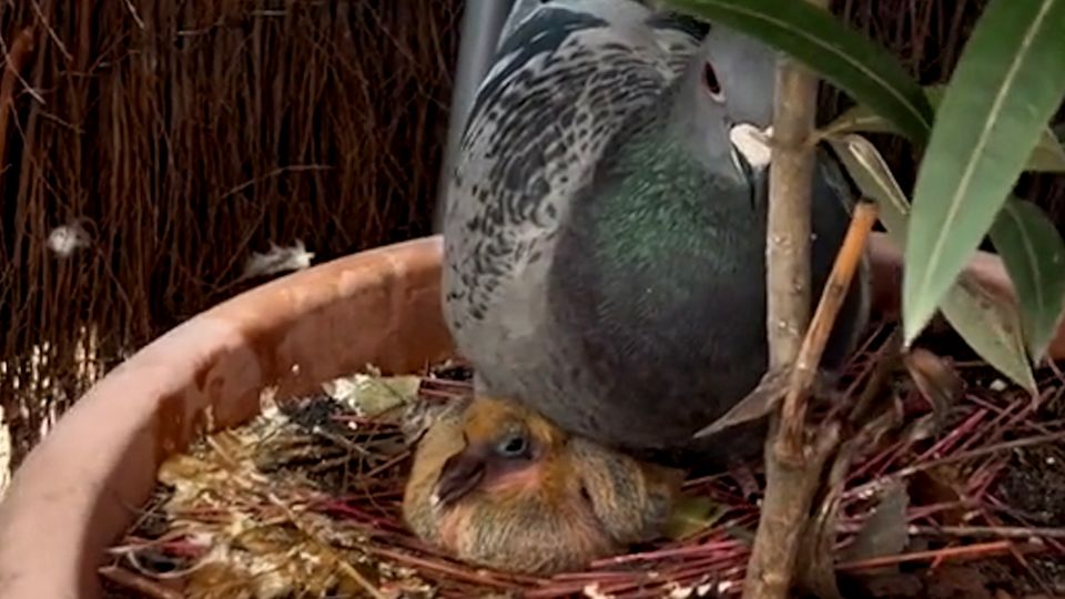 So sehen Babytauben aus? Taubenküken begeistert das Internet