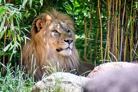 Löwe Majo im Leipziger Zoo