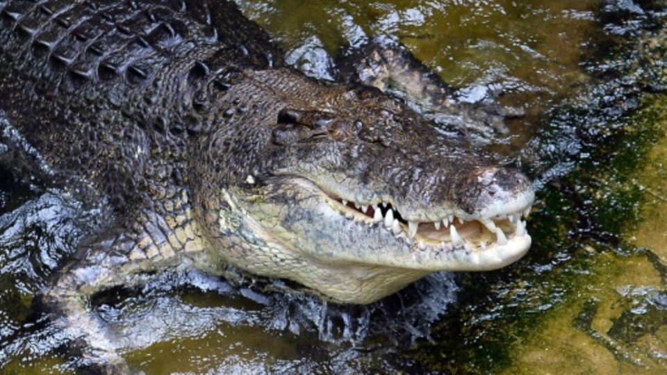 Krokodil im Zoo von Sydney