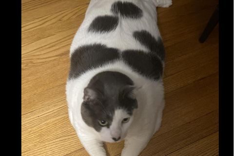 Dicker Kater Patches