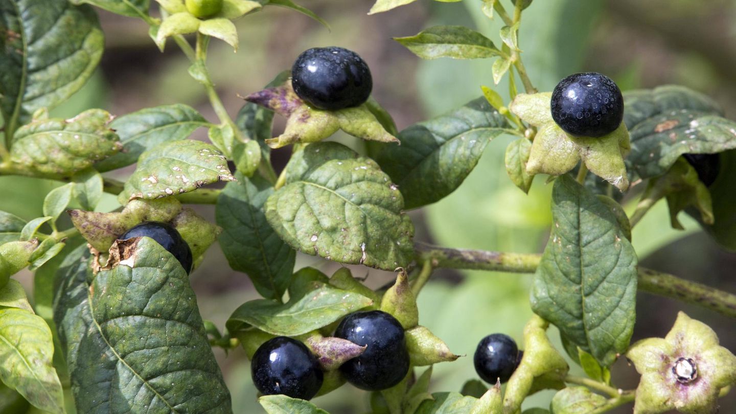 Schwarze Tollkirsche