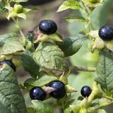 Schwarze Tollkirsche