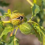 Stechapfel in einem Feld