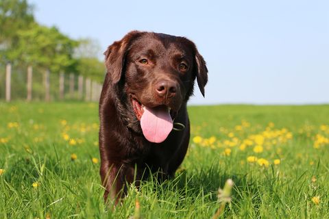 Ein Hund mit herausgestreckter Zunge auf einer Wiese