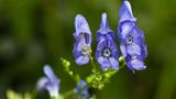Blauer Eisenhut