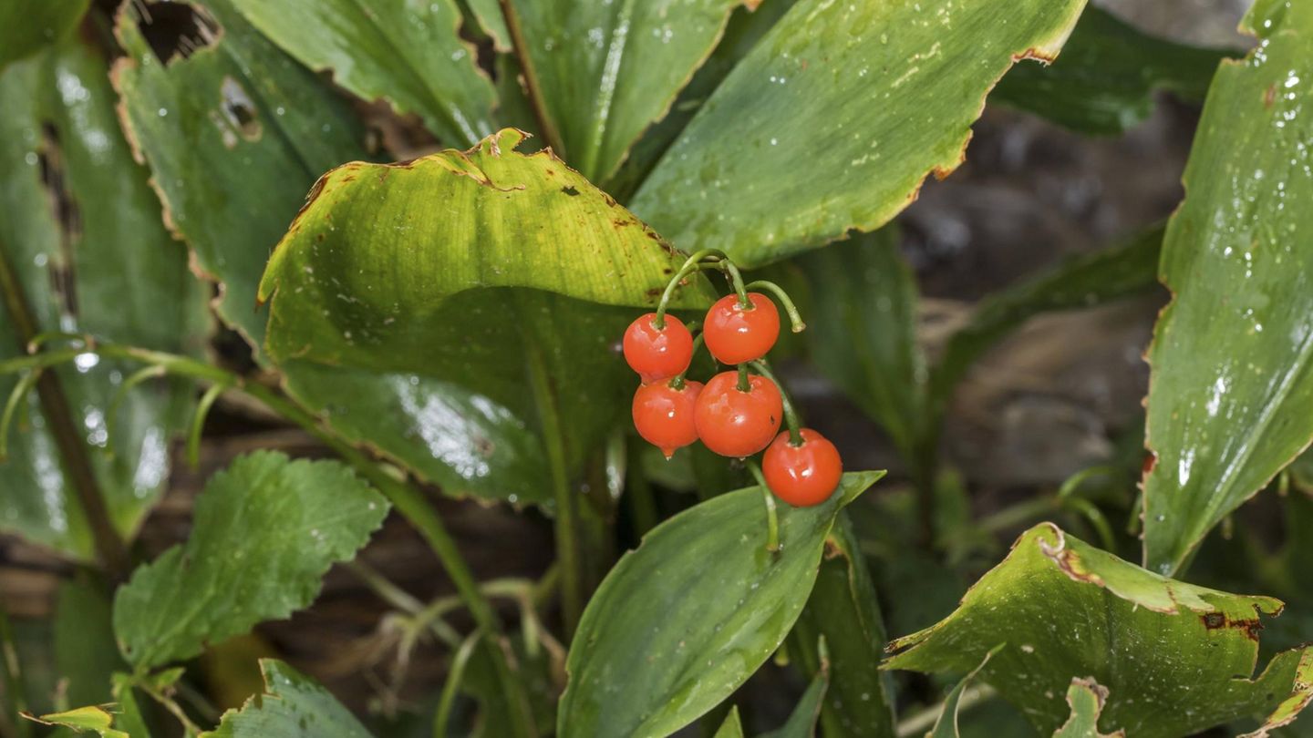 Maiglöckchen Beeren des Maiglöckchens