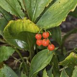 Beeren des Maiglöckchens